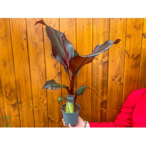 Banánovník červený (Ensete ventricosum) ‘MAURELII’ -  výška 50-60 cm, kont. C1,5L